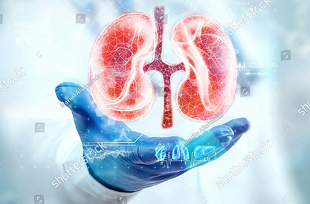 A hand in a blue surgical glove presents a glowing, red wireframe 3D model of human kidneys, with blue digital interface elements on and around the hand.